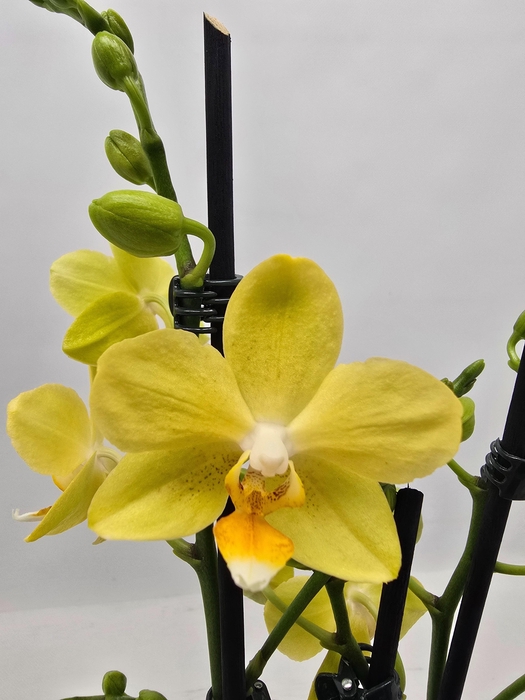 <h4>Limited 18 week 9</h4>