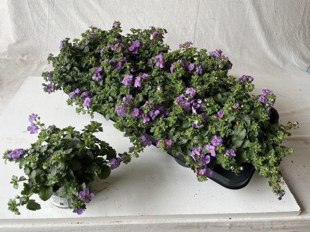 <h4>SUT BA CA BLUE</h4>