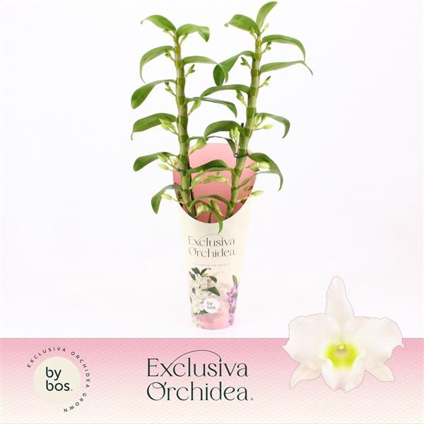 <h4>Dendrobium Nobilé, Apollon 2-spike 'Exclusiva Orchidea' Potcover</h4>
