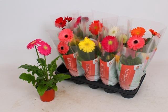 <h4>GER COLOURGAME GEM</h4>