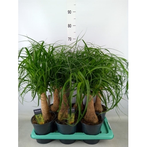 Beaucarnea recurvata