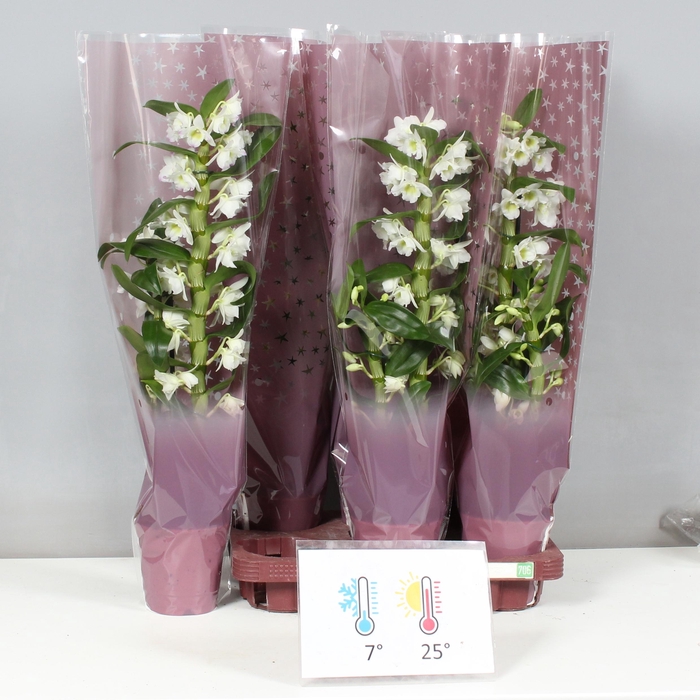 <h4>DENDR N SC APOLLON</h4>