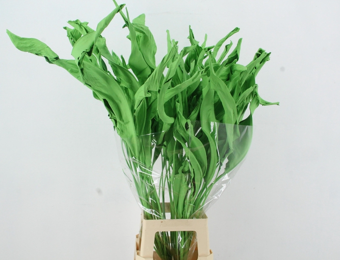 <h4>DROOGBL BEWERKT H%</h4>