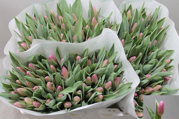 <h4>TU EN JUMBO PINK</h4>