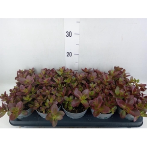 Sedum oreganum