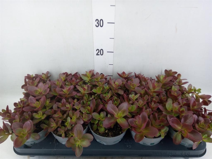 <h4>Sedum oreganum</h4>