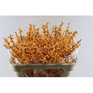 Ilex Verticilata Gold Verboom