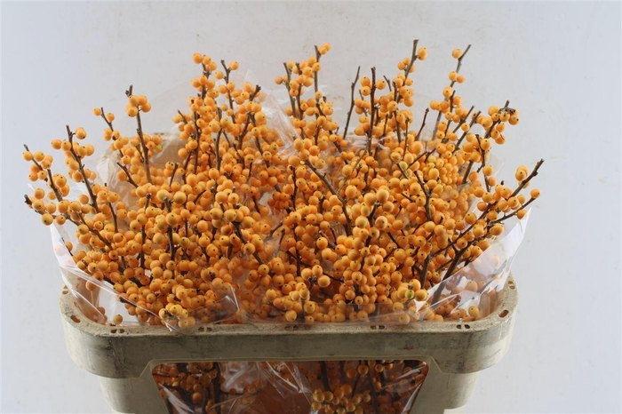 <h4>Ilex Verticilata Gold Verboom</h4>