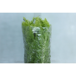 SAMAMBAIA GOLDEN C25