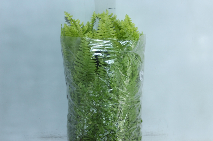 <h4>SAMAMBAIA GOLDEN C25</h4>