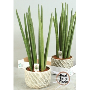 SANSEV CYLINDRICA OV