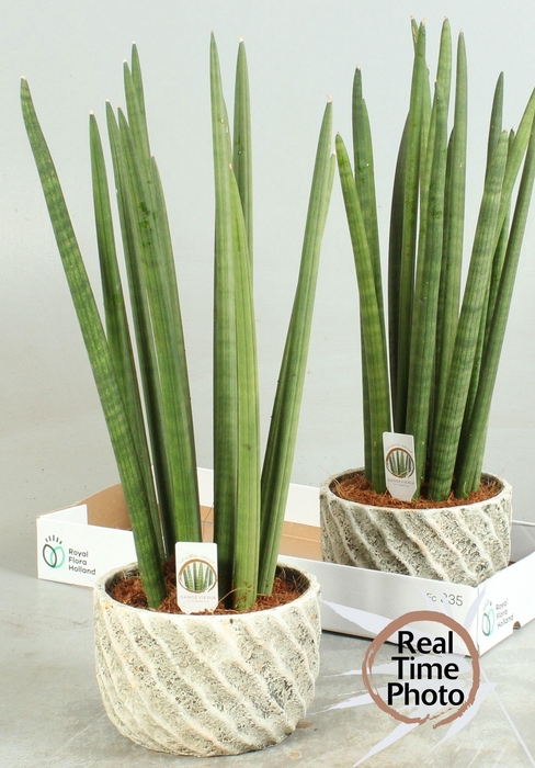 <h4>SANSEV CYLINDRICA OV</h4>