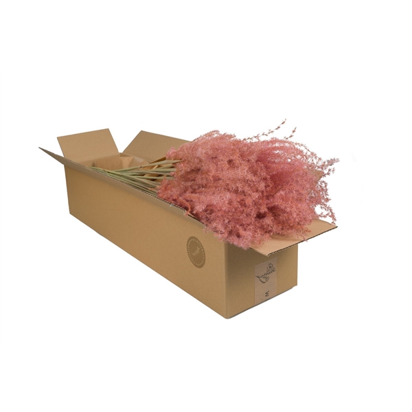 Droogbloemen-Miscanthus Pink Pastel