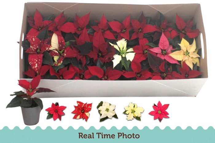 <h4>EUPHOR P GEM</h4>