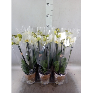 Phalaenopsis   ...white