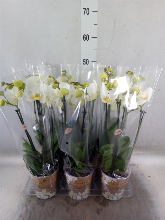<h4>Phalaenopsis   ...white</h4>