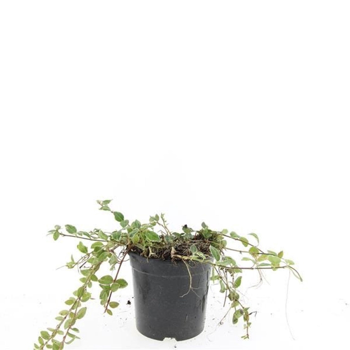 Vinca minor