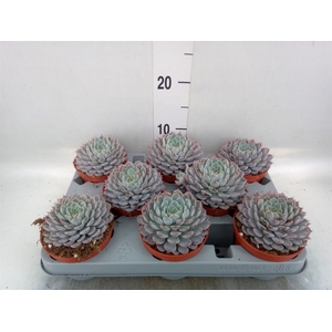Echeveria cuspidata