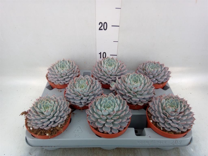 <h4>Echeveria cuspidata</h4>