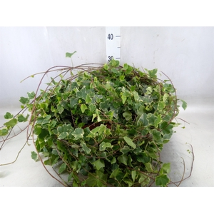 Hedera   ...variegated