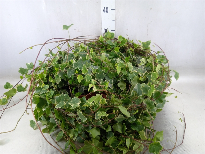 <h4>Hedera   ...variegated</h4>