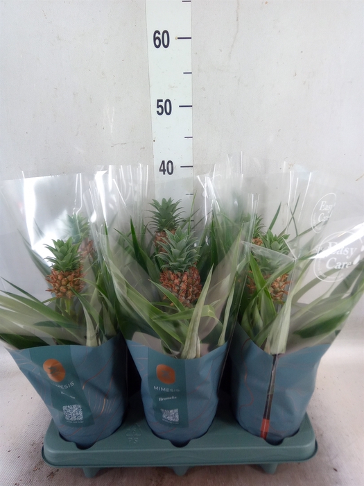 <h4>Ananas  'Mi Amigo'</h4>