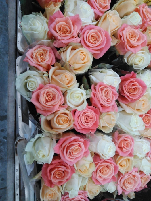 R GR GARDEN ROSES MIX ( 4X12)