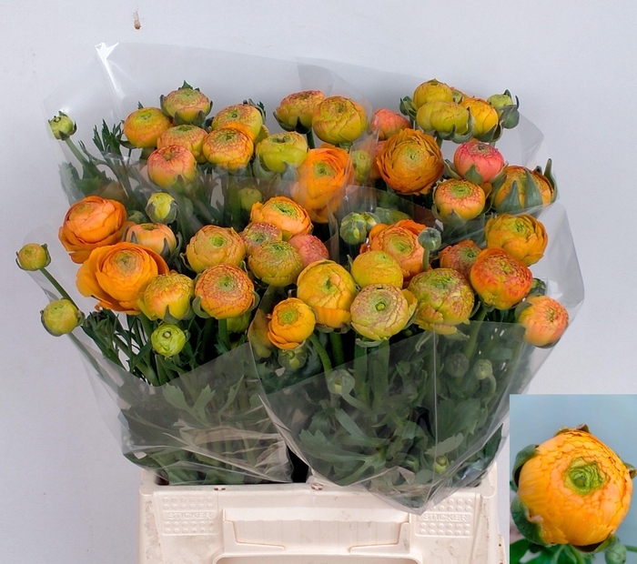 <h4>RAN EL ORANGE</h4>