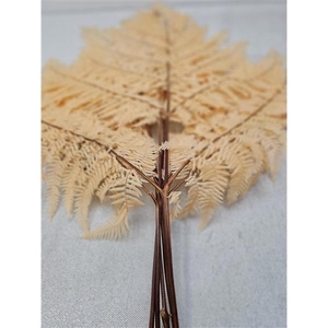 GESTABILISEERD VAREN APRICOT