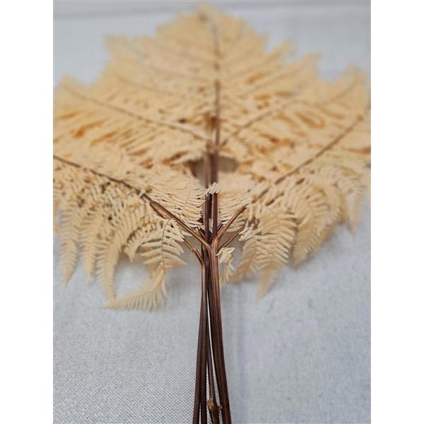 <h4>GESTABILISEERD VAREN APRICOT</h4>