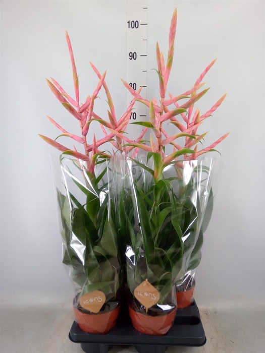 <h4>Tillandsia  'Dolce'</h4>