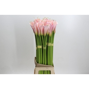 Zantedeschia Eydolls Pink