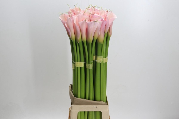 <h4>Zantedeschia Eydolls Pink</h4>