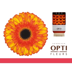 Gerbera Spotlight Diamond