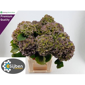 HYDR M VERENA BL CL