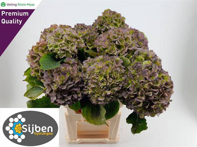 <h4>HYDR M VERENA BL CL</h4>