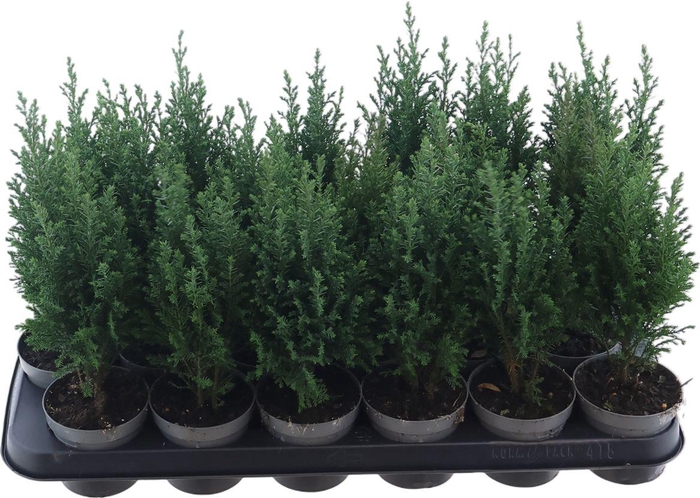 <h4>Cham Law Ellwoodii</h4>