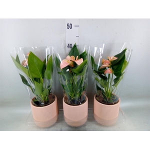 Anthurium andr. 'Joli Peach'