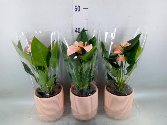 <h4>Anthurium andr. 'Joli Peach'</h4>