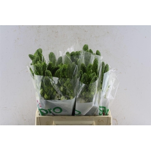 Ornithogalum Thy Milky Way White