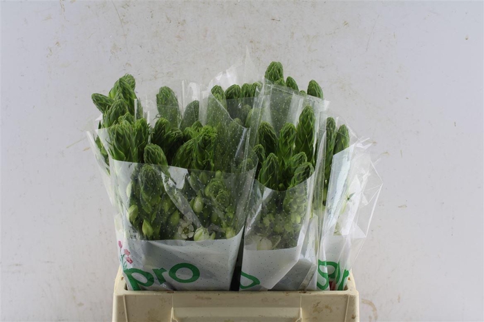 <h4>Ornithogalum Thy Milky Way White</h4>