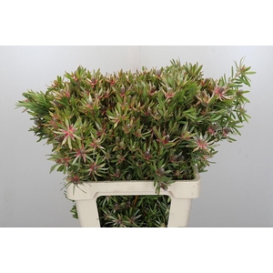 LEUCAD AYOBA ST PEAR