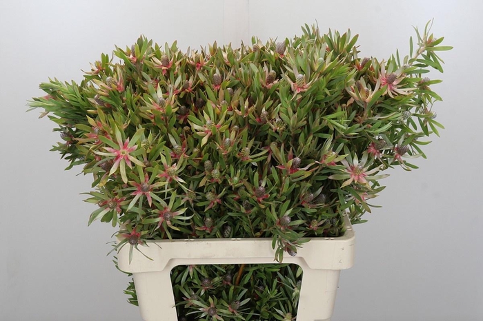 <h4>LEUCAD AYOBA ST PEAR</h4>