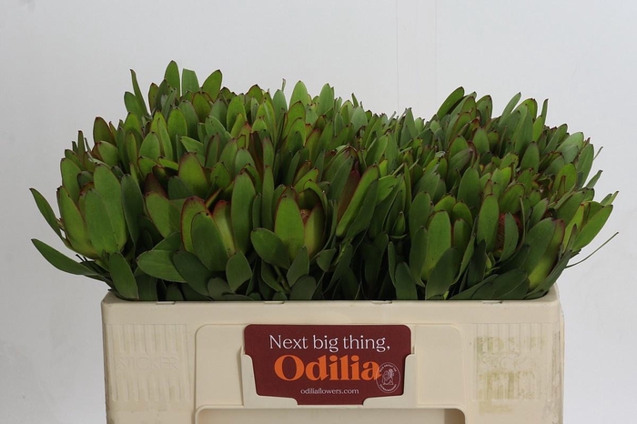 <h4>LEUCAD SAF GOLDSTRIK</h4>