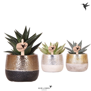 Kolibri Greens Succulenten mix in Elite pot mix