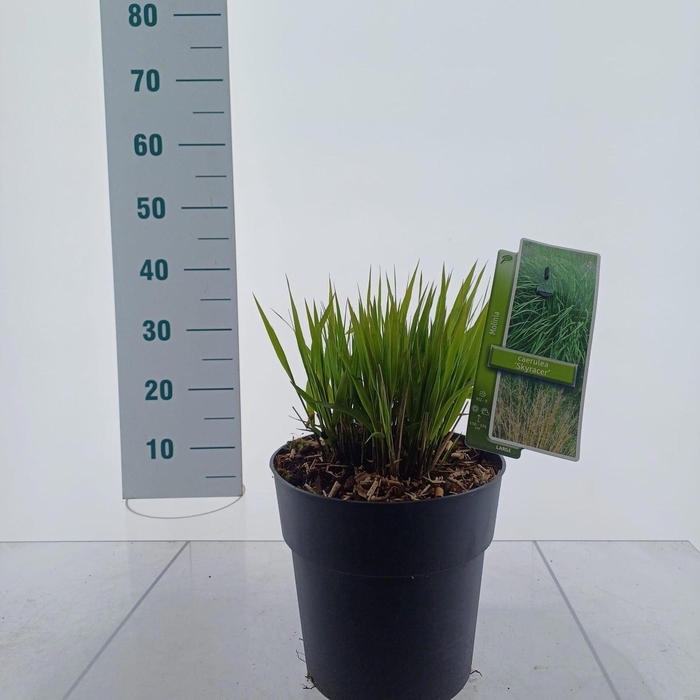 Molinia arundinacea