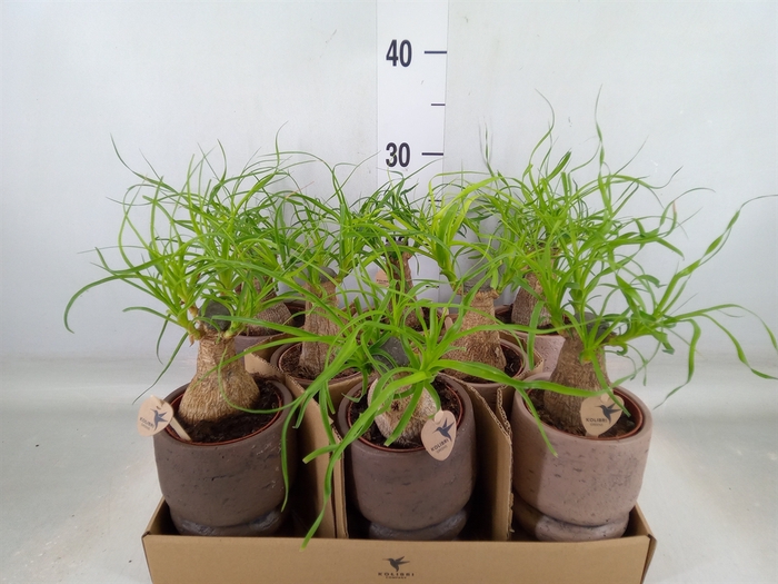 <h4>Beaucarnea recurvata</h4>