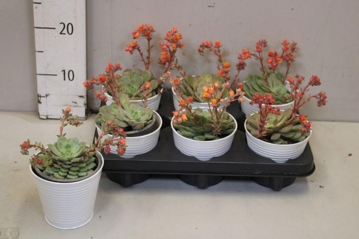 <h4>ECHEV DONDO</h4>