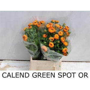 Calend Green Spot Or