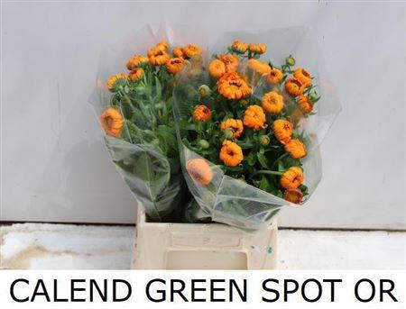 <h4>Calend Green Spot Or</h4>
